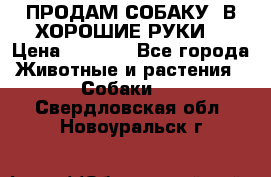 ПРОДАМ СОБАКУ  В ХОРОШИЕ РУКИ  › Цена ­ 4 000 - Все города Животные и растения » Собаки   . Свердловская обл.,Новоуральск г.